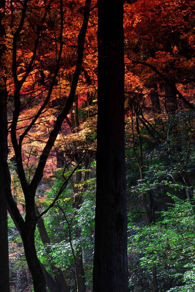 一本立ち