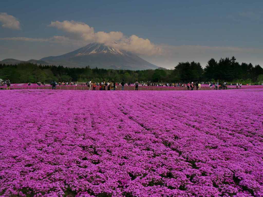 富士と芝桜