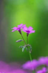 明るく清く