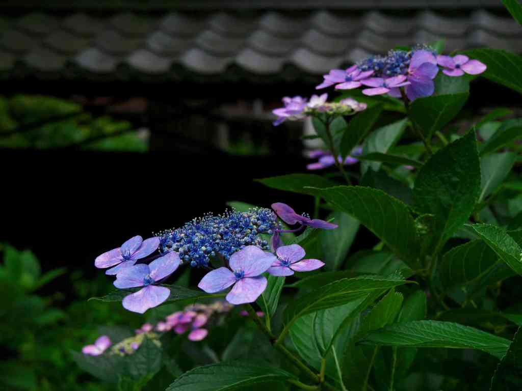 古刹の梅雨