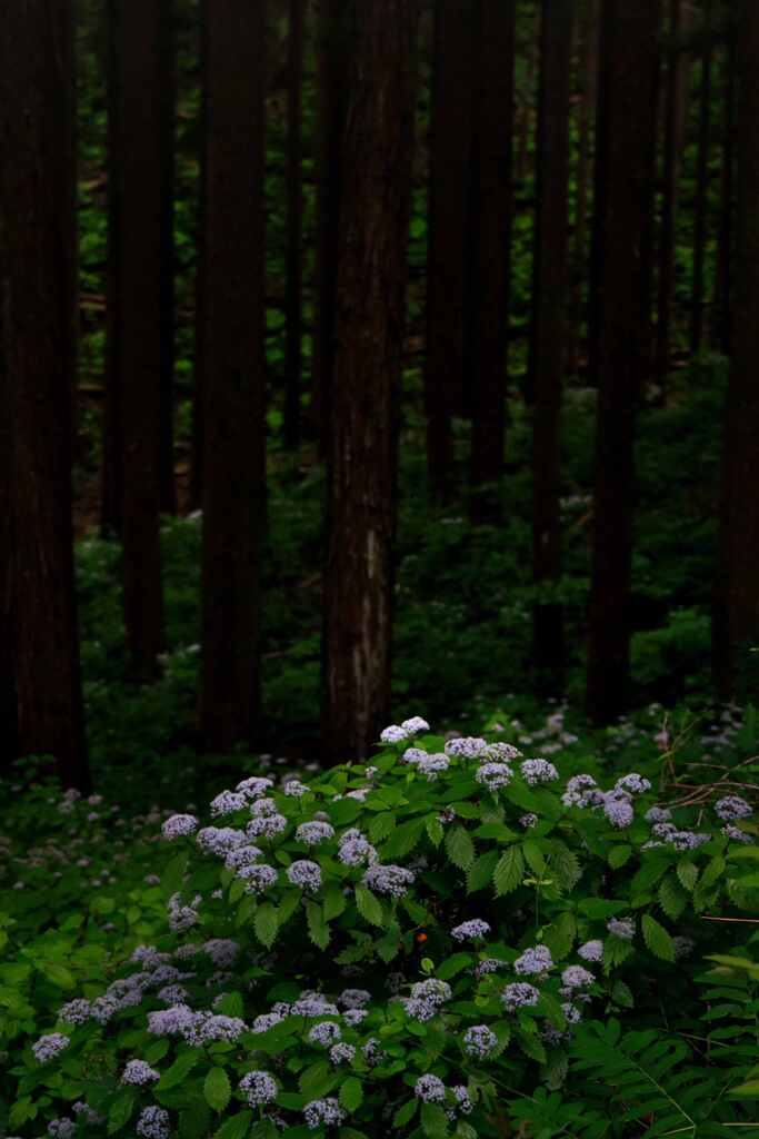 林のなかの灯り