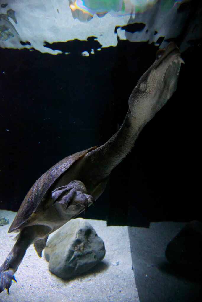 首を長くして待ってます