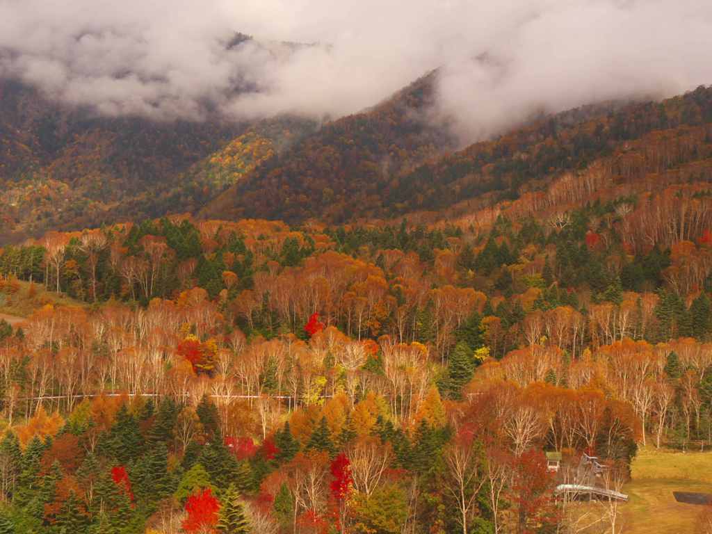 霧の降る紅葉