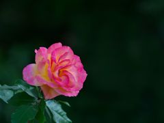明るく咲いて