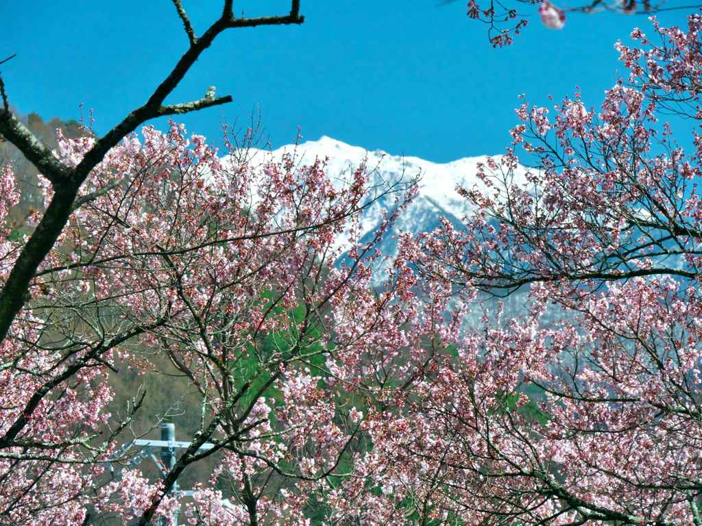 高遠城址のさくら