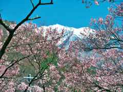 高遠城址のさくら