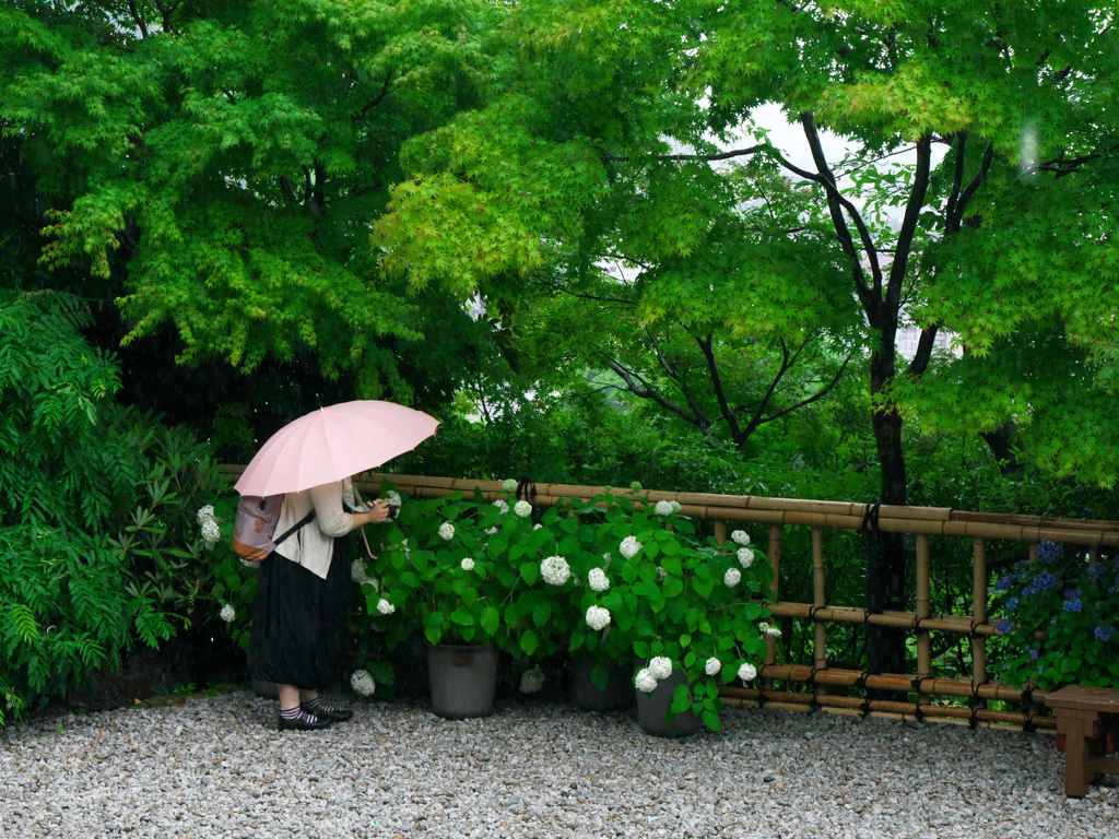 雨中、アジサイを撮るの図