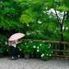 雨中、アジサイを撮るの図