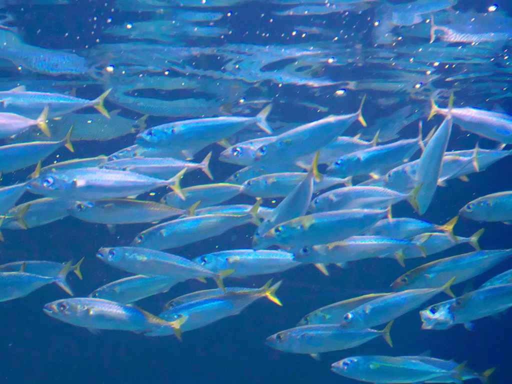 魚群