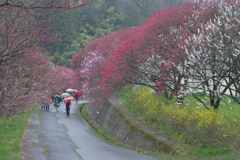 雨の花桃散歩