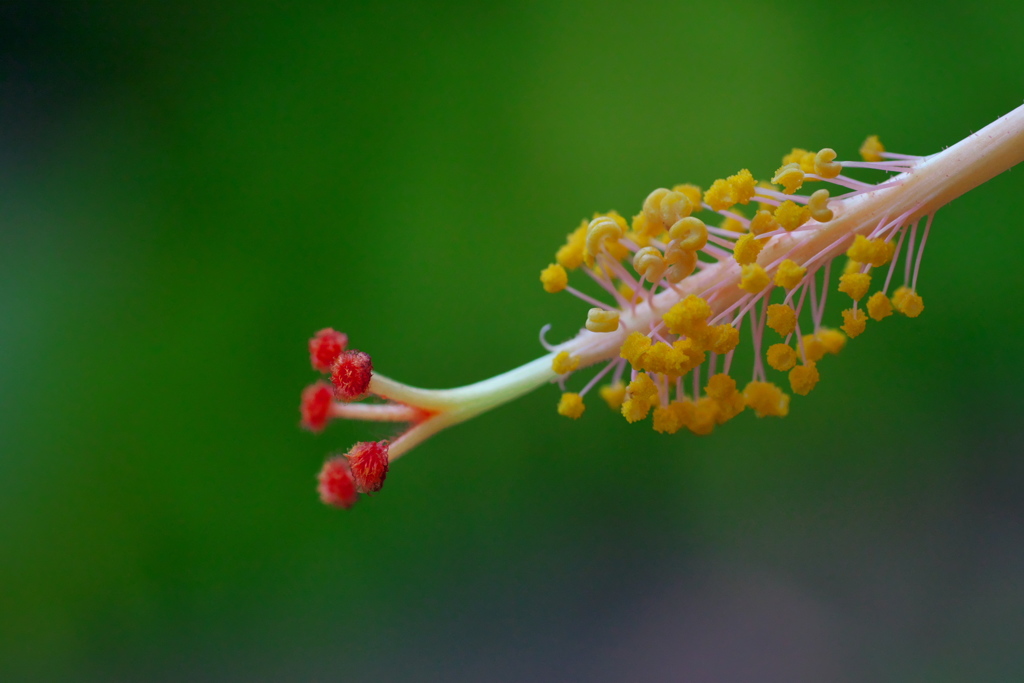 花芯