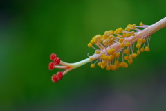 花芯