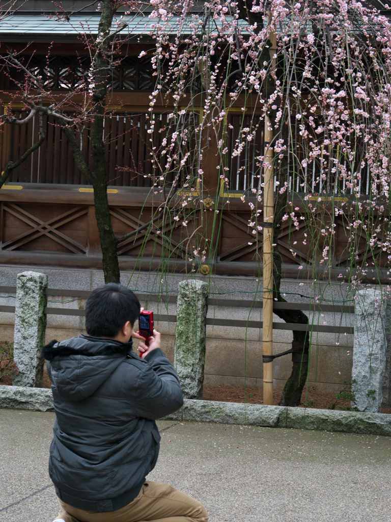 湯島の白梅を撮る人を撮る