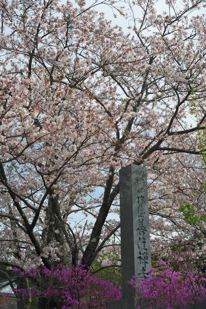 ミツバツツジ、桜の競演
