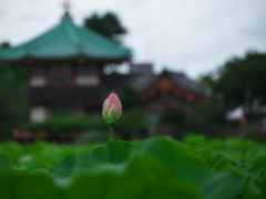 不忍池