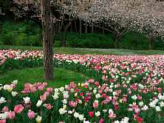 桜とチューリップ