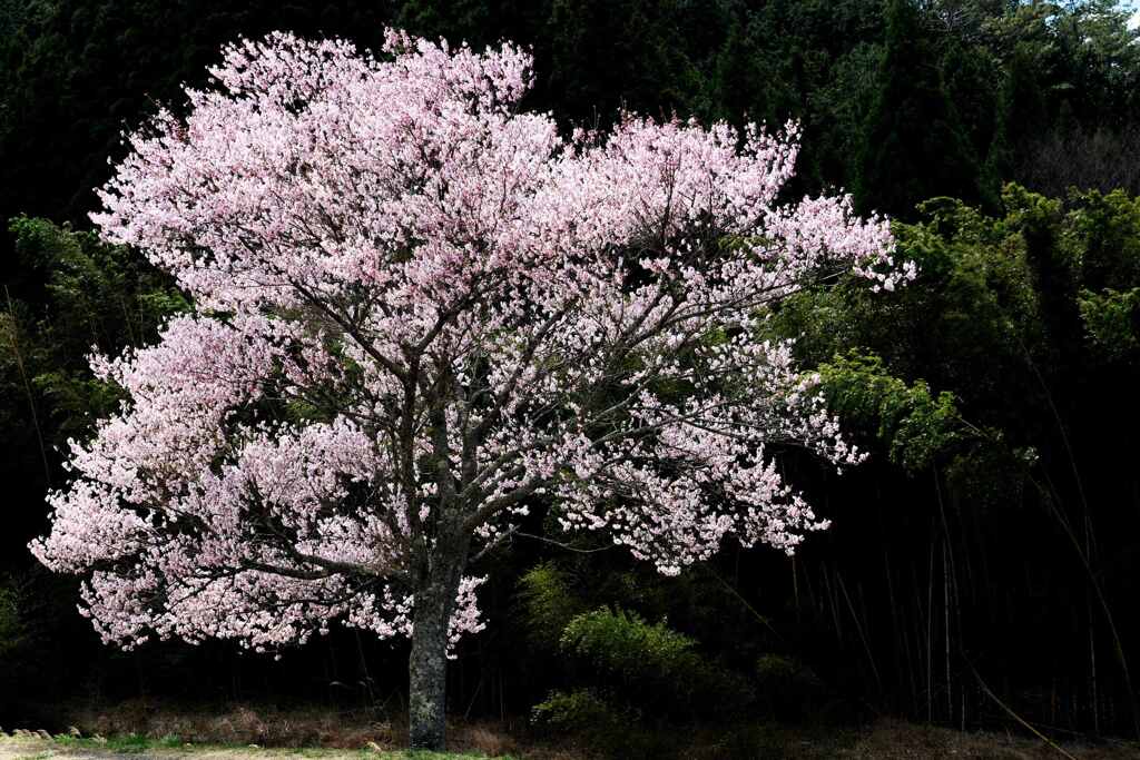 匂い出でにし桜花