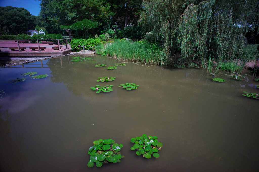 梅雨明けの睡蓮池