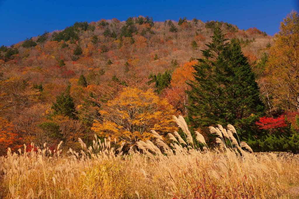 ススキ原の紅葉