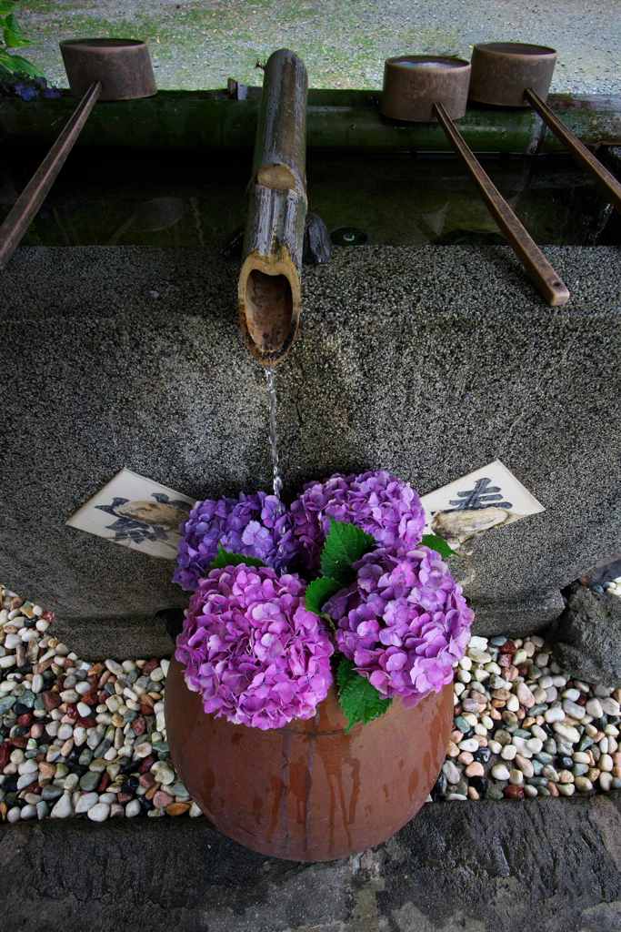 水も滴る良いあじさい