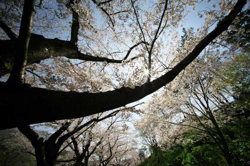 逆光の桜