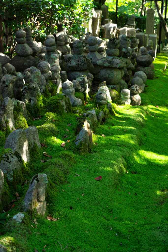 苔と暮らす