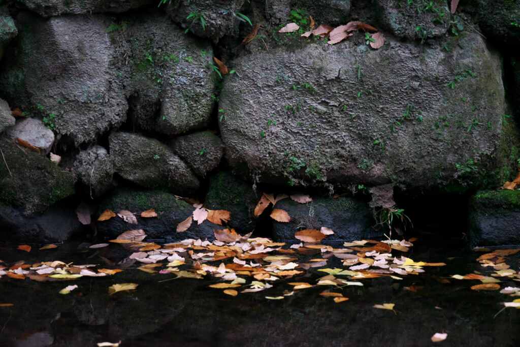 秋の吹き溜まり