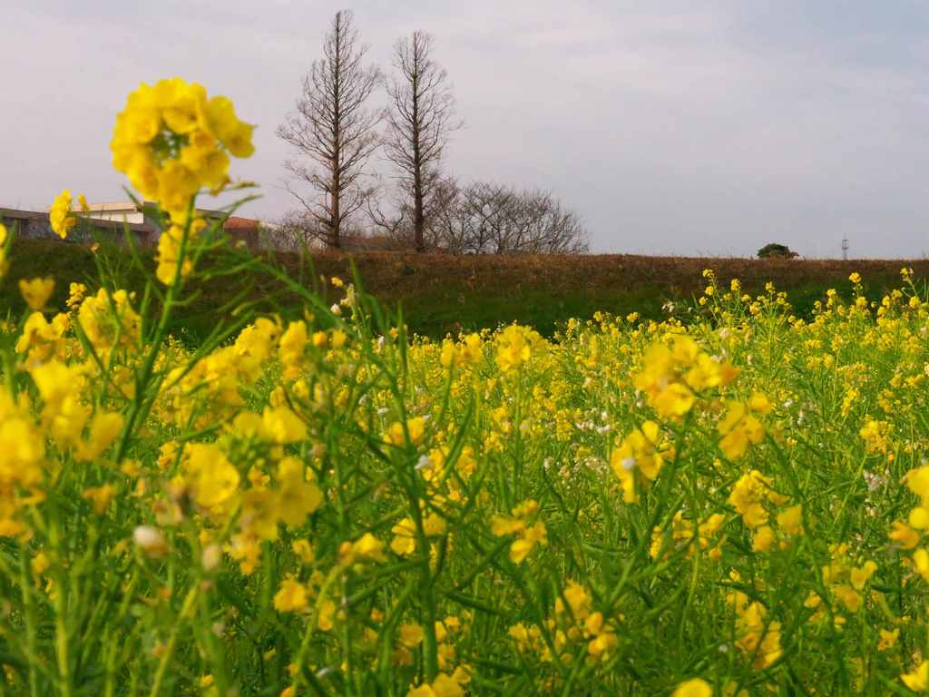 菜の花の風景