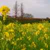 菜の花の風景