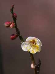 梅の花、ほころぶ