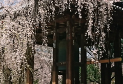 鐘楼の桜