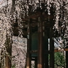 鐘楼の桜
