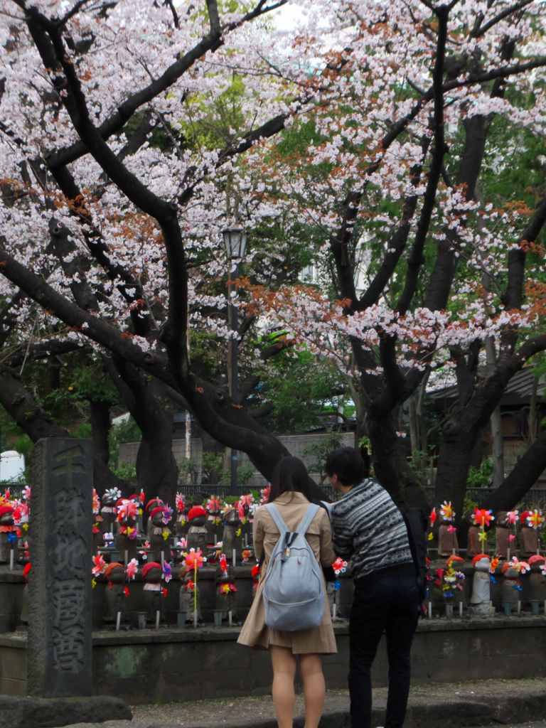 桜の下のカップル