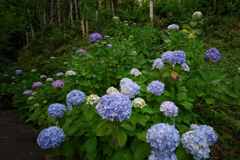 紫陽花寺