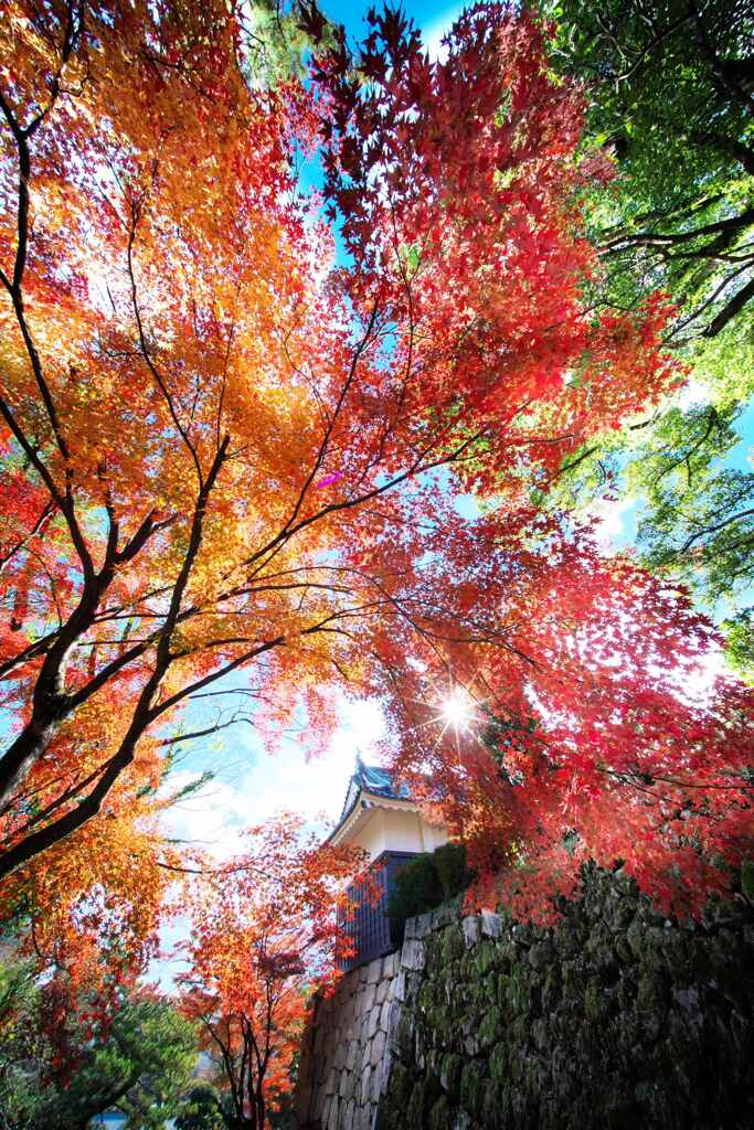 石垣と紅葉