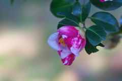 二色の山茶花