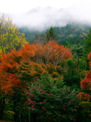 霧の降る紅葉