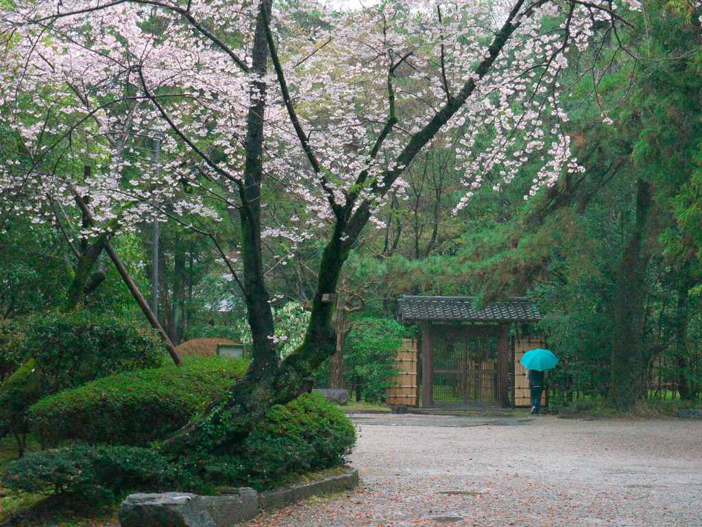 桜の門