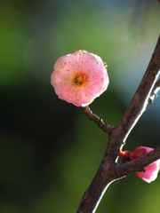 梅の花の季節