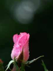 薔薇の吐息