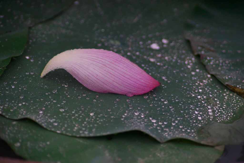 雨の中のハス