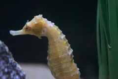 ユラユラ揺れる