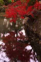 もう一つの紅葉