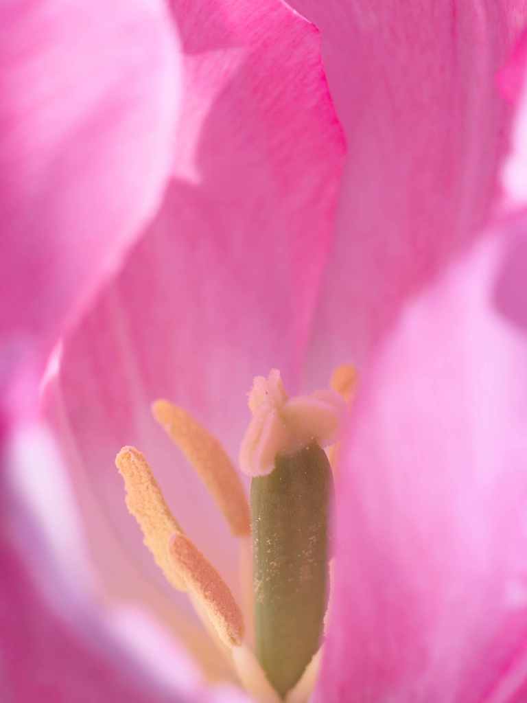 花びらの奥座敷