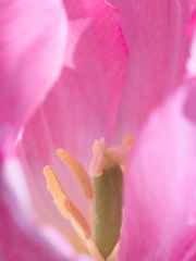 花びらの奥座敷