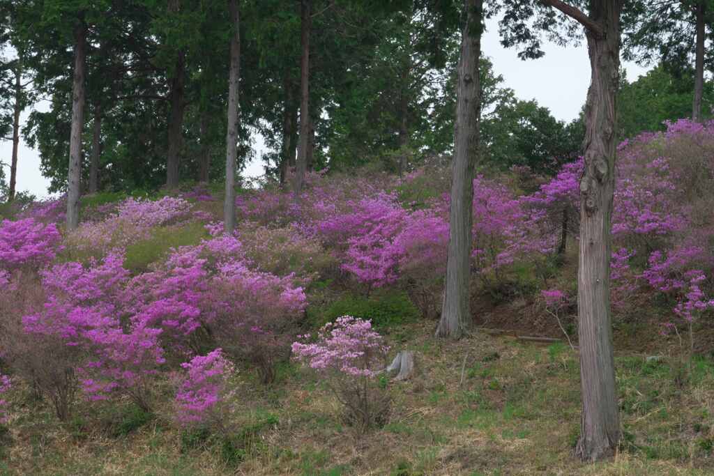 ツツジ木立