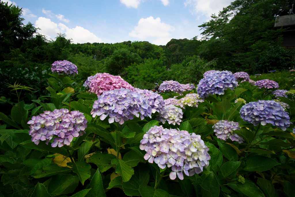 梅雨の青空