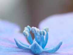 本当のアジサイの花