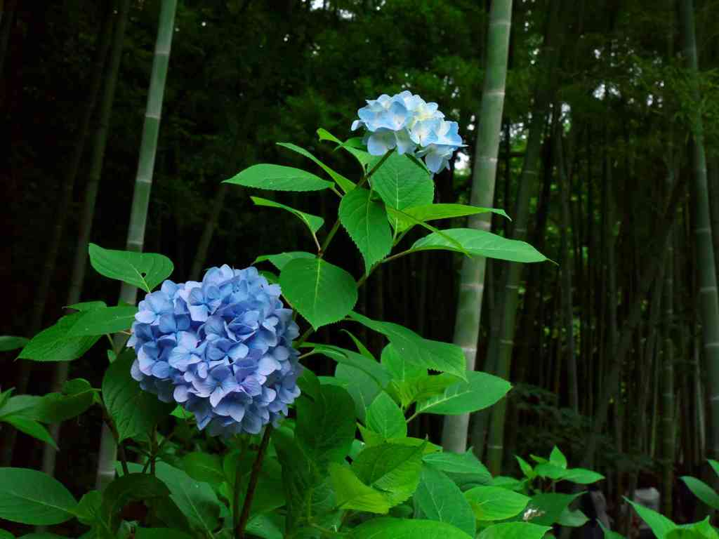 竹林の明月院ブルー