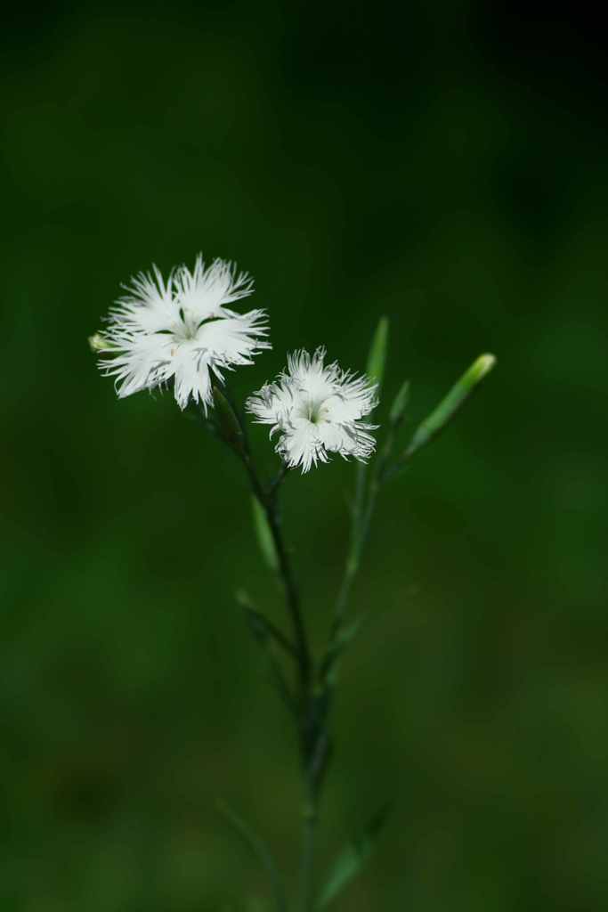 美白の花